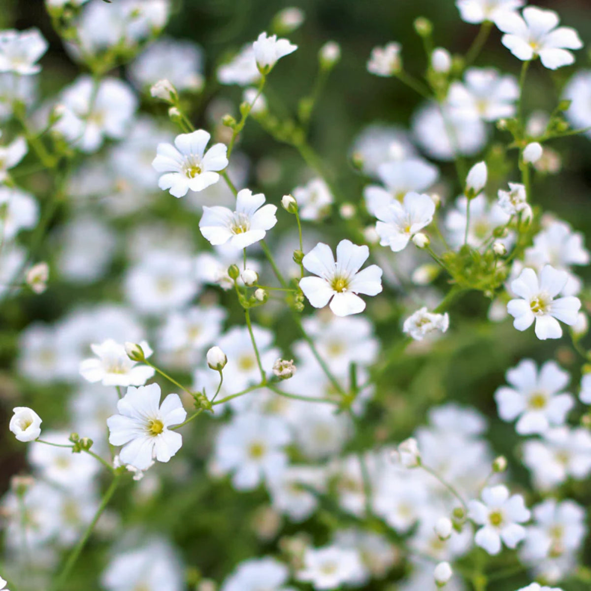 30s| White Upright Baby's Breath Seeds - Gypsophila fastigiata Baby’s Breath Seeds – Heirloom, Non-GMO, Delicate Blooms, Wedding Flowers, Easy to Grow Annual, Perfect for Flower Arrangements, Bouquets, Borders, and Pollinator Gardens#8018