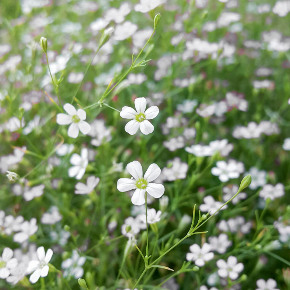 30s| White Upright Baby's Breath Seeds - Gypsophila fastigiata Baby’s Breath Seeds – Heirloom, Non-GMO, Delicate Blooms, Wedding Flowers, Easy to Grow Annual, Perfect for Flower Arrangements, Bouquets, Borders, and Pollinator Gardens#8018