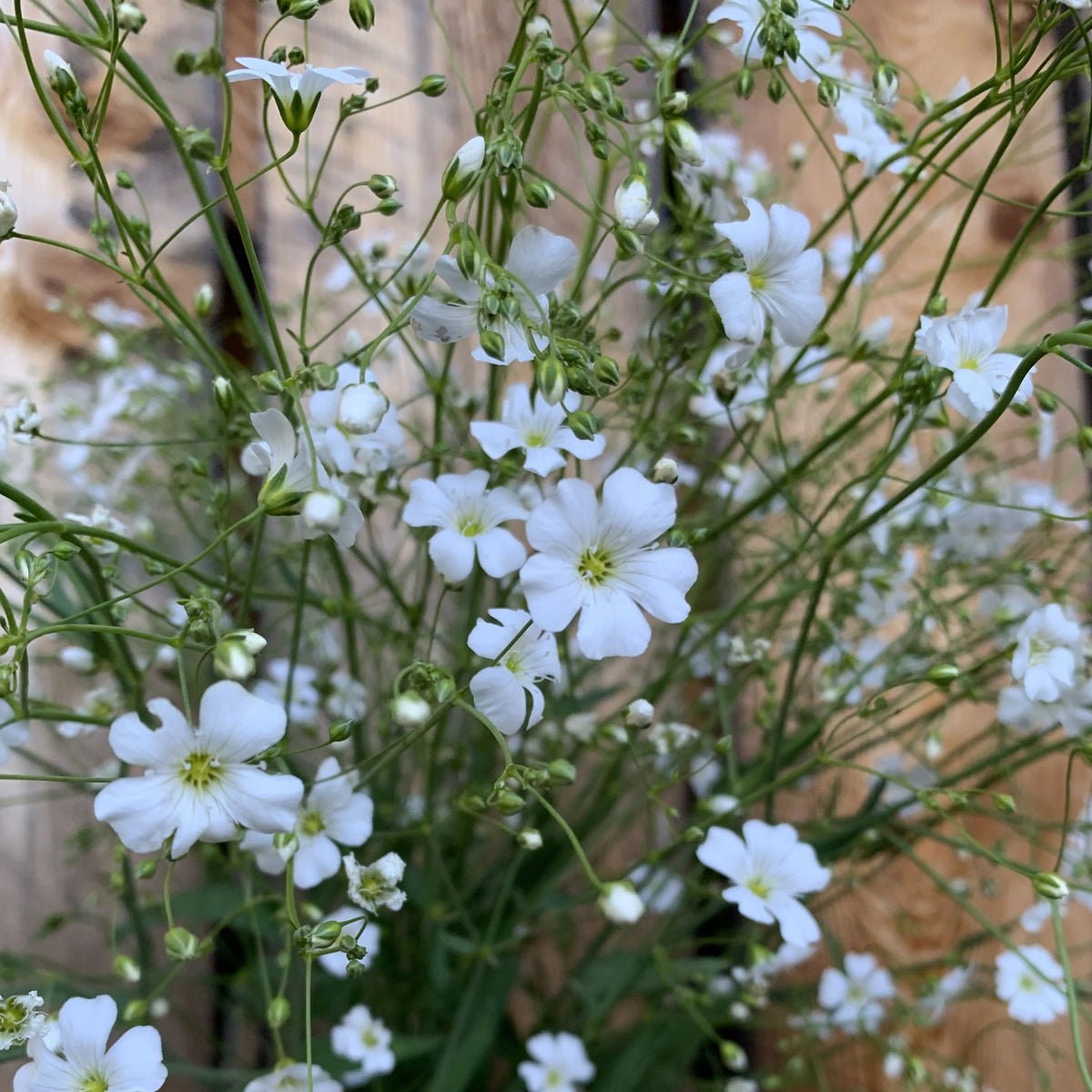 30s| White Upright Baby's Breath Seeds - Gypsophila fastigiata Baby’s Breath Seeds – Heirloom, Non-GMO, Delicate Blooms, Wedding Flowers, Easy to Grow Annual, Perfect for Flower Arrangements, Bouquets, Borders, and Pollinator Gardens#8018