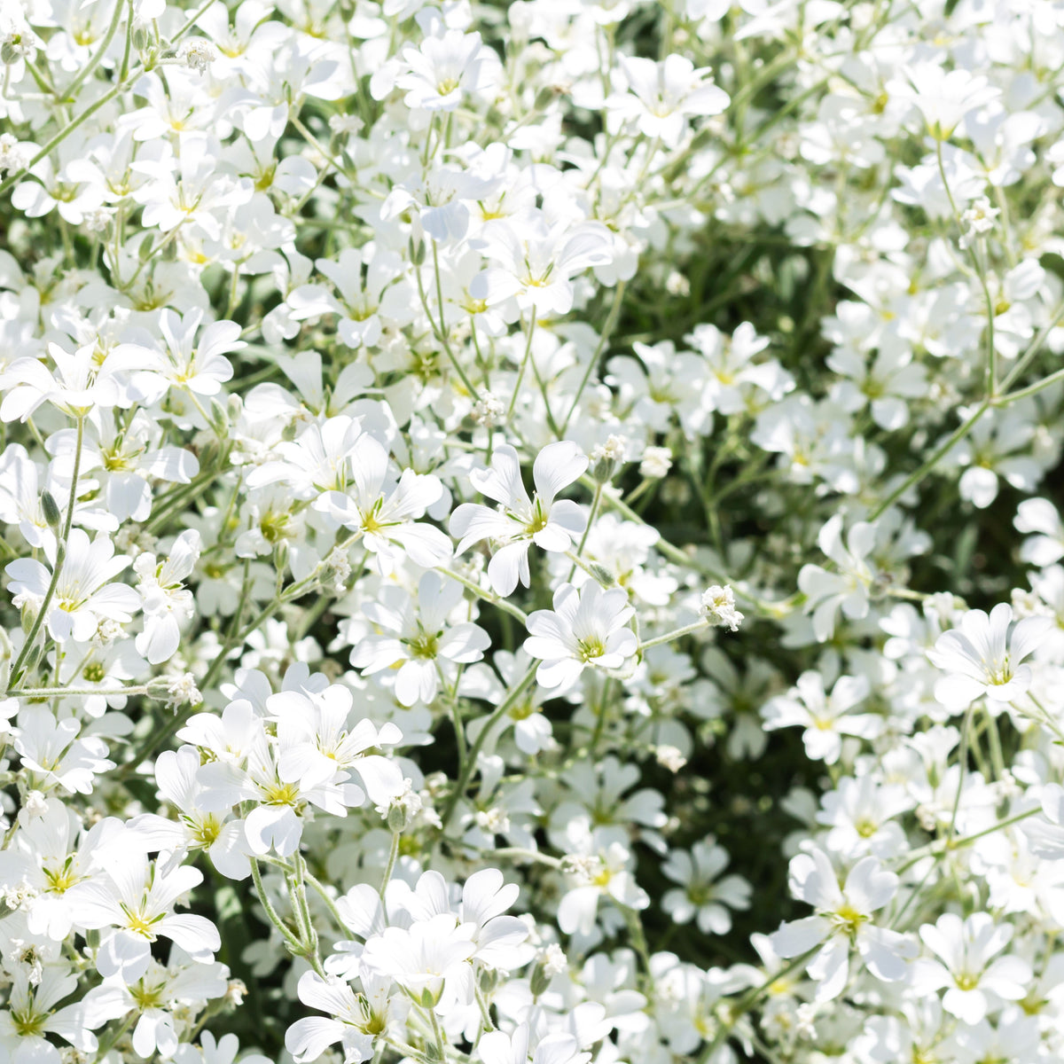 30s| White Upright Baby's Breath Seeds - Gypsophila fastigiata Baby’s Breath Seeds – Heirloom, Non-GMO, Delicate Blooms, Wedding Flowers, Easy to Grow Annual, Perfect for Flower Arrangements, Bouquets, Borders, and Pollinator Gardens#8018