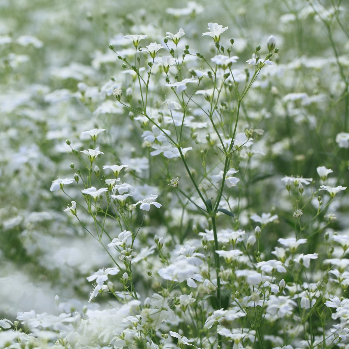 30s| White Upright Baby's Breath Seeds - Gypsophila fastigiata Baby’s Breath Seeds – Heirloom, Non-GMO, Delicate Blooms, Wedding Flowers, Easy to Grow Annual, Perfect for Flower Arrangements, Bouquets, Borders, and Pollinator Gardens#8018