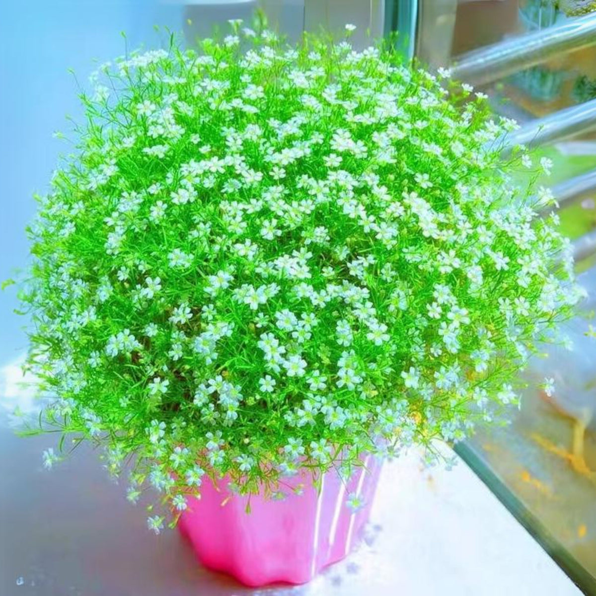 30s| Baby's Breath Seeds (Mix 1) - GypsophilaBaby’s Breath Seeds – Heirloom, Non-GMO, Delicate Blooms, Wedding Flowers, Easy to Grow Annual, Perfect for Flower Arrangements, Bouquets, Borders, and Pollinator Gardens#8019