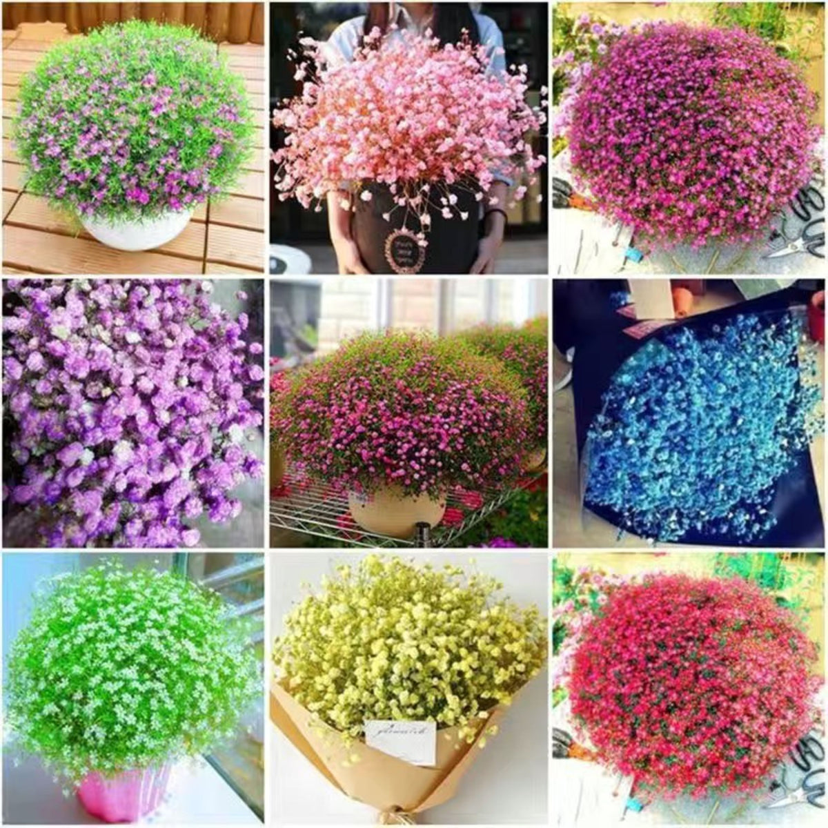 30s| Baby's Breath Seeds (Mix 1) - GypsophilaBaby’s Breath Seeds – Heirloom, Non-GMO, Delicate Blooms, Wedding Flowers, Easy to Grow Annual, Perfect for Flower Arrangements, Bouquets, Borders, and Pollinator Gardens#8019