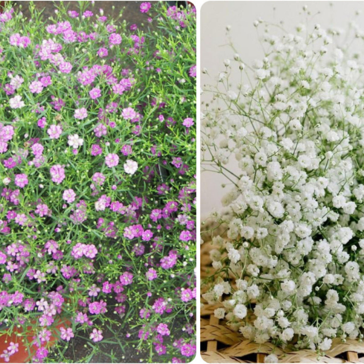 30s| Baby's Breath Seeds (Mix 1) - GypsophilaBaby’s Breath Seeds – Heirloom, Non-GMO, Delicate Blooms, Wedding Flowers, Easy to Grow Annual, Perfect for Flower Arrangements, Bouquets, Borders, and Pollinator Gardens#8019