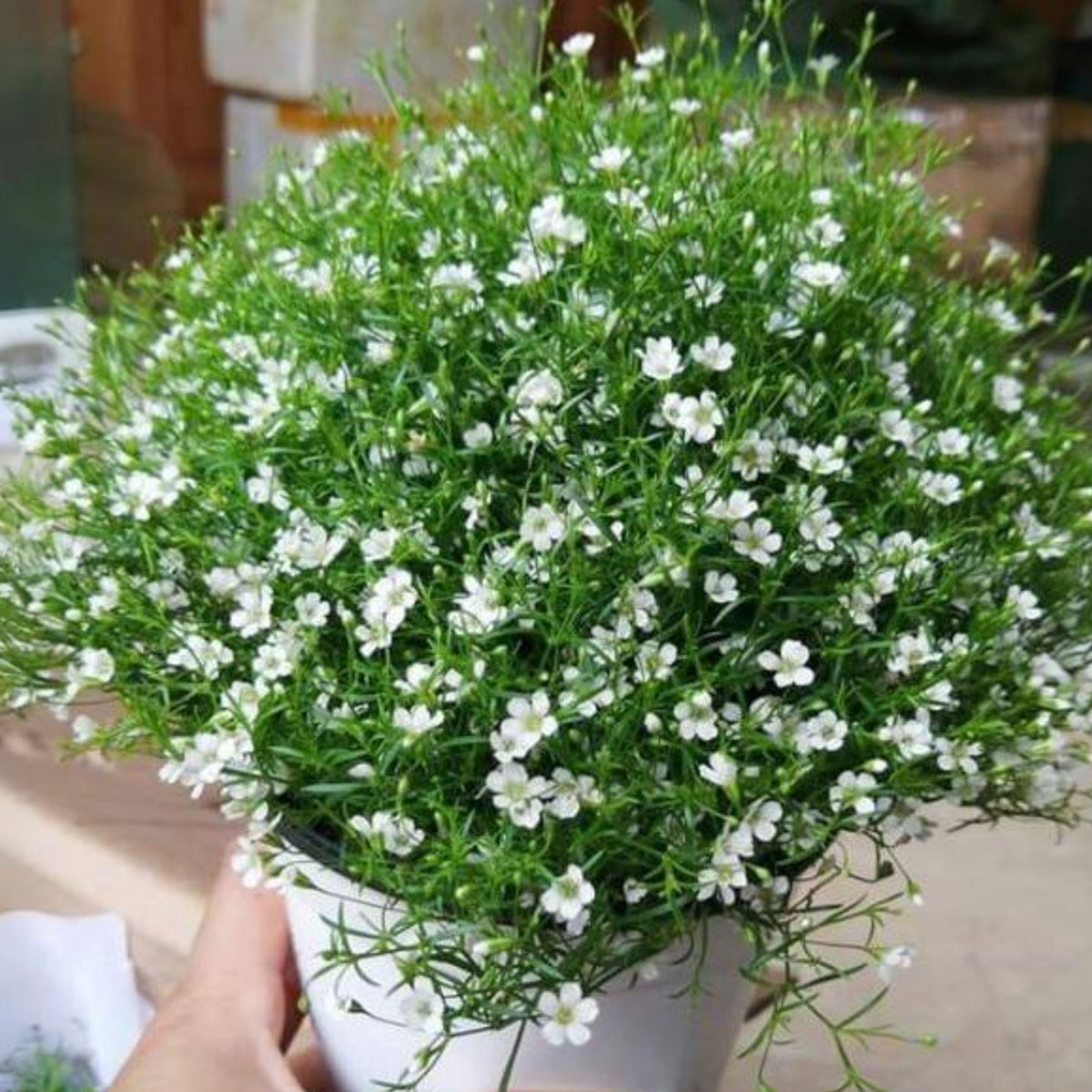 30s| Baby's Breath Seeds (Mix 1) - GypsophilaBaby’s Breath Seeds – Heirloom, Non-GMO, Delicate Blooms, Wedding Flowers, Easy to Grow Annual, Perfect for Flower Arrangements, Bouquets, Borders, and Pollinator Gardens#8019