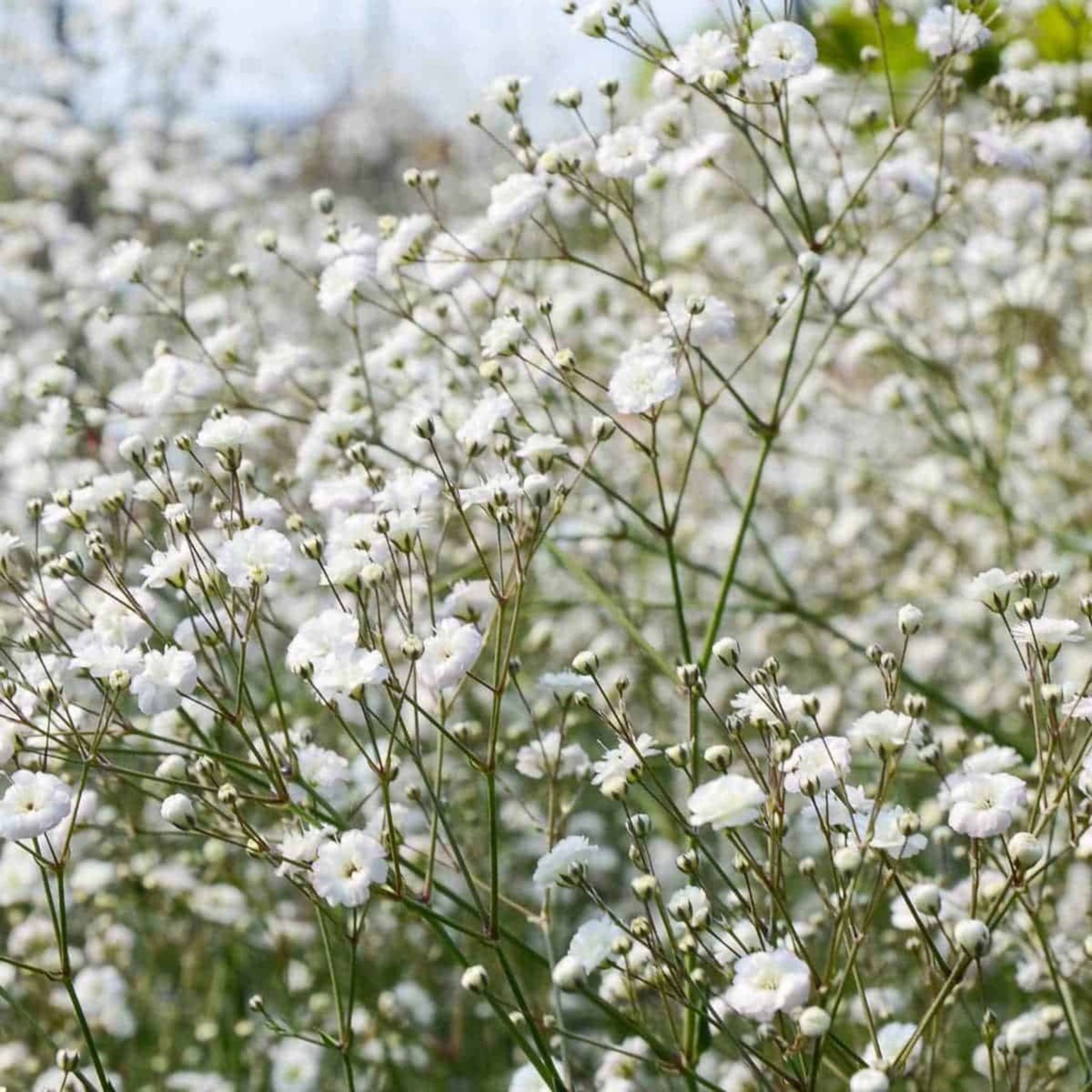 30s| Baby's Breath Seeds (Mix 1) - GypsophilaBaby’s Breath Seeds – Heirloom, Non-GMO, Delicate Blooms, Wedding Flowers, Easy to Grow Annual, Perfect for Flower Arrangements, Bouquets, Borders, and Pollinator Gardens#8019