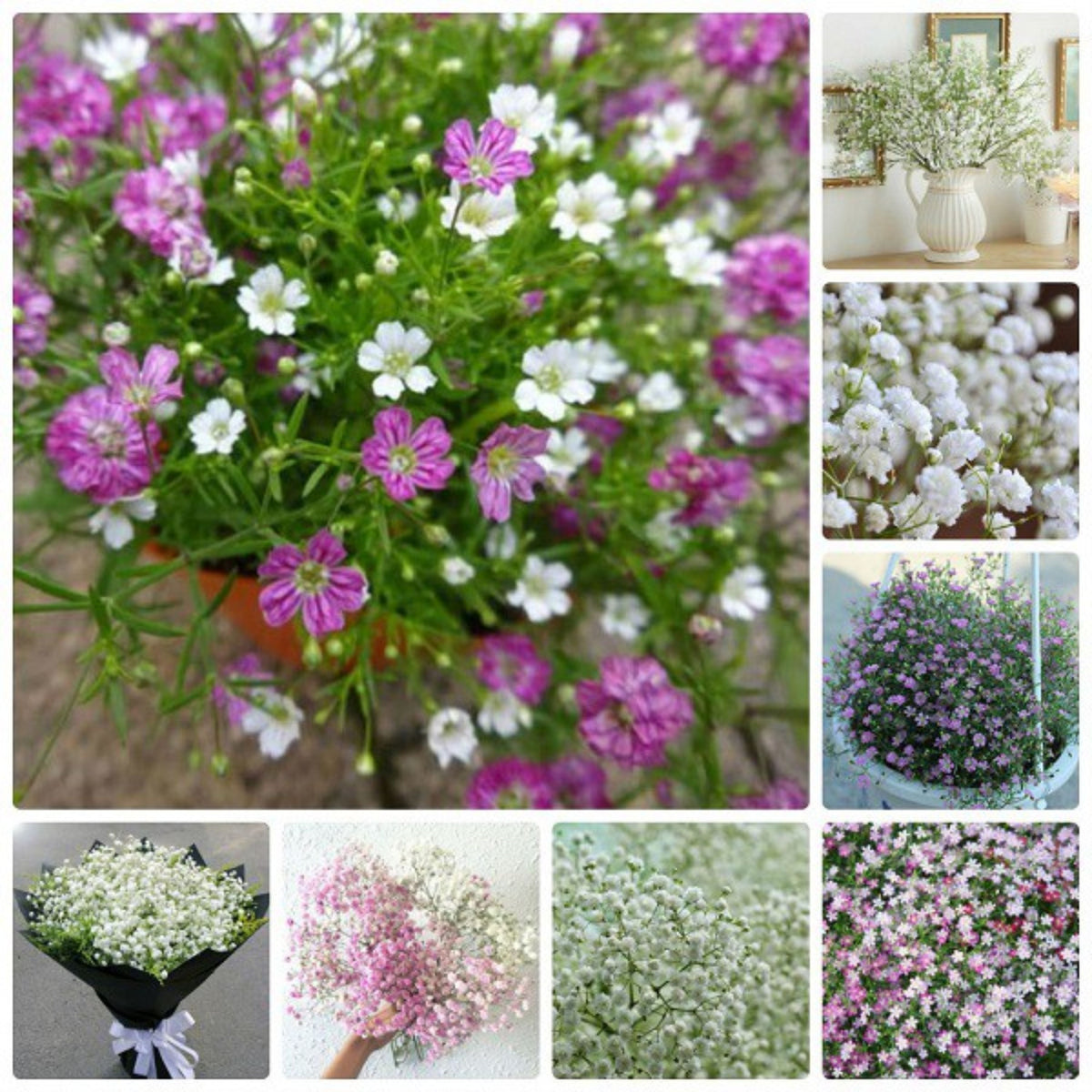 30s| Baby's Breath Seeds (Mix 1) - GypsophilaBaby’s Breath Seeds – Heirloom, Non-GMO, Delicate Blooms, Wedding Flowers, Easy to Grow Annual, Perfect for Flower Arrangements, Bouquets, Borders, and Pollinator Gardens#8019
