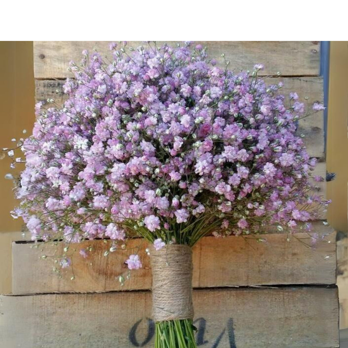 30s| Baby's Breath Seeds (Mix 1) - GypsophilaBaby’s Breath Seeds – Heirloom, Non-GMO, Delicate Blooms, Wedding Flowers, Easy to Grow Annual, Perfect for Flower Arrangements, Bouquets, Borders, and Pollinator Gardens#8019