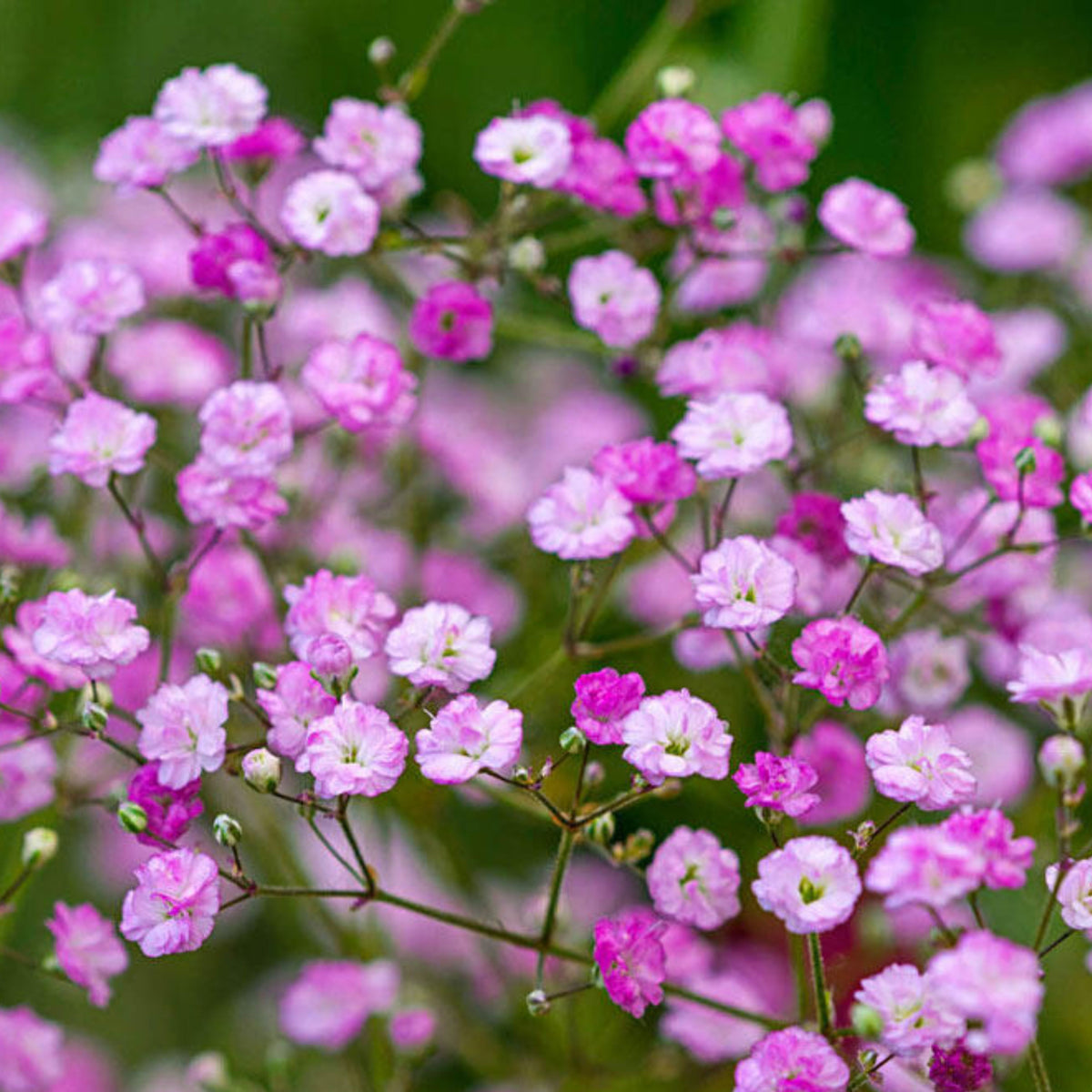 30s| Baby's Breath Seeds (Mix 1) - GypsophilaBaby’s Breath Seeds – Heirloom, Non-GMO, Delicate Blooms, Wedding Flowers, Easy to Grow Annual, Perfect for Flower Arrangements, Bouquets, Borders, and Pollinator Gardens#8019