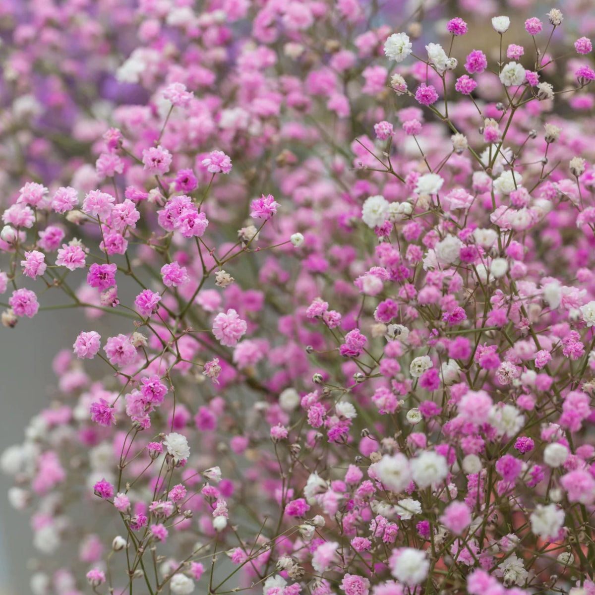 30s| Baby's Breath Seeds (Mix 1) - GypsophilaBaby’s Breath Seeds – Heirloom, Non-GMO, Delicate Blooms, Wedding Flowers, Easy to Grow Annual, Perfect for Flower Arrangements, Bouquets, Borders, and Pollinator Gardens#8019