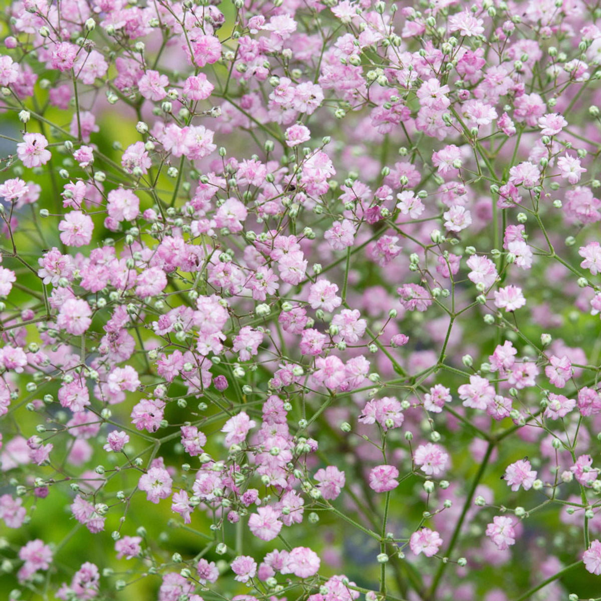30s| Baby's Breath Seeds (Mix 1) - GypsophilaBaby’s Breath Seeds – Heirloom, Non-GMO, Delicate Blooms, Wedding Flowers, Easy to Grow Annual, Perfect for Flower Arrangements, Bouquets, Borders, and Pollinator Gardens#8019