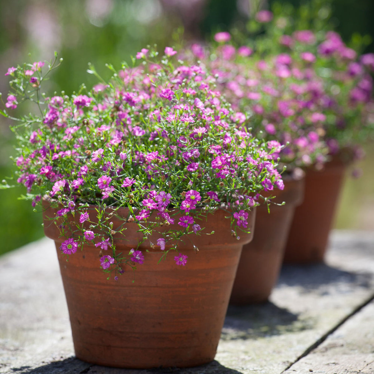 30s| Baby's Breath Seeds (Mix 1) - GypsophilaBaby’s Breath Seeds – Heirloom, Non-GMO, Delicate Blooms, Wedding Flowers, Easy to Grow Annual, Perfect for Flower Arrangements, Bouquets, Borders, and Pollinator Gardens#8019