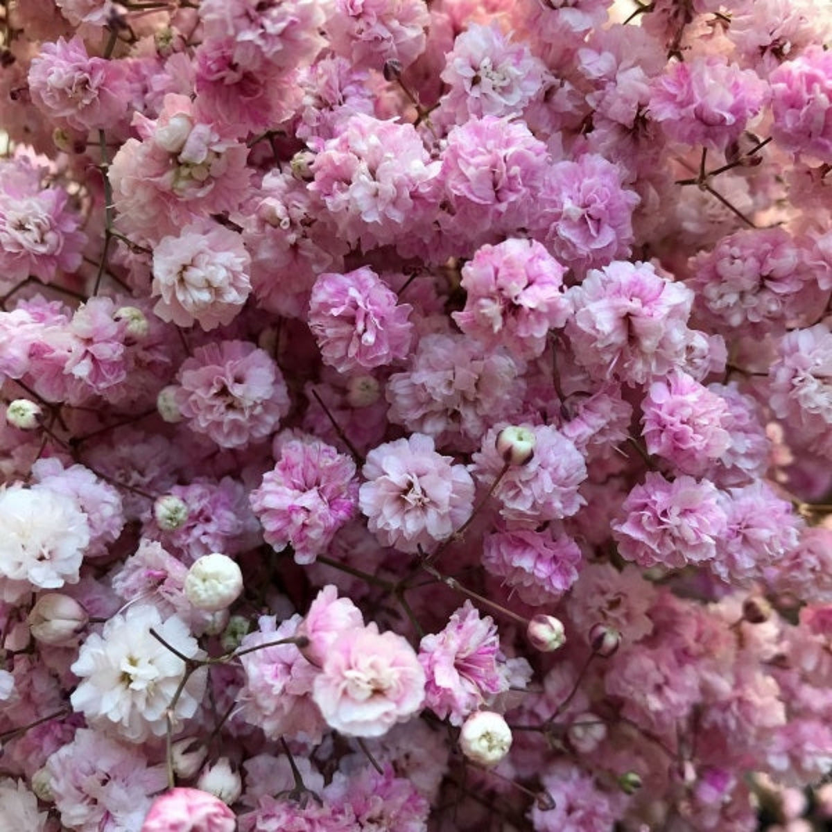 30s| Baby's Breath Seeds (Mix 1) - GypsophilaBaby’s Breath Seeds – Heirloom, Non-GMO, Delicate Blooms, Wedding Flowers, Easy to Grow Annual, Perfect for Flower Arrangements, Bouquets, Borders, and Pollinator Gardens#8019