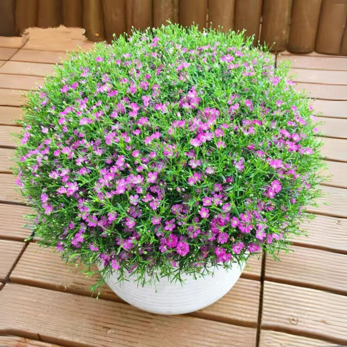 30s| Baby's Breath Seeds (Mix 1) - GypsophilaBaby’s Breath Seeds – Heirloom, Non-GMO, Delicate Blooms, Wedding Flowers, Easy to Grow Annual, Perfect for Flower Arrangements, Bouquets, Borders, and Pollinator Gardens#8019