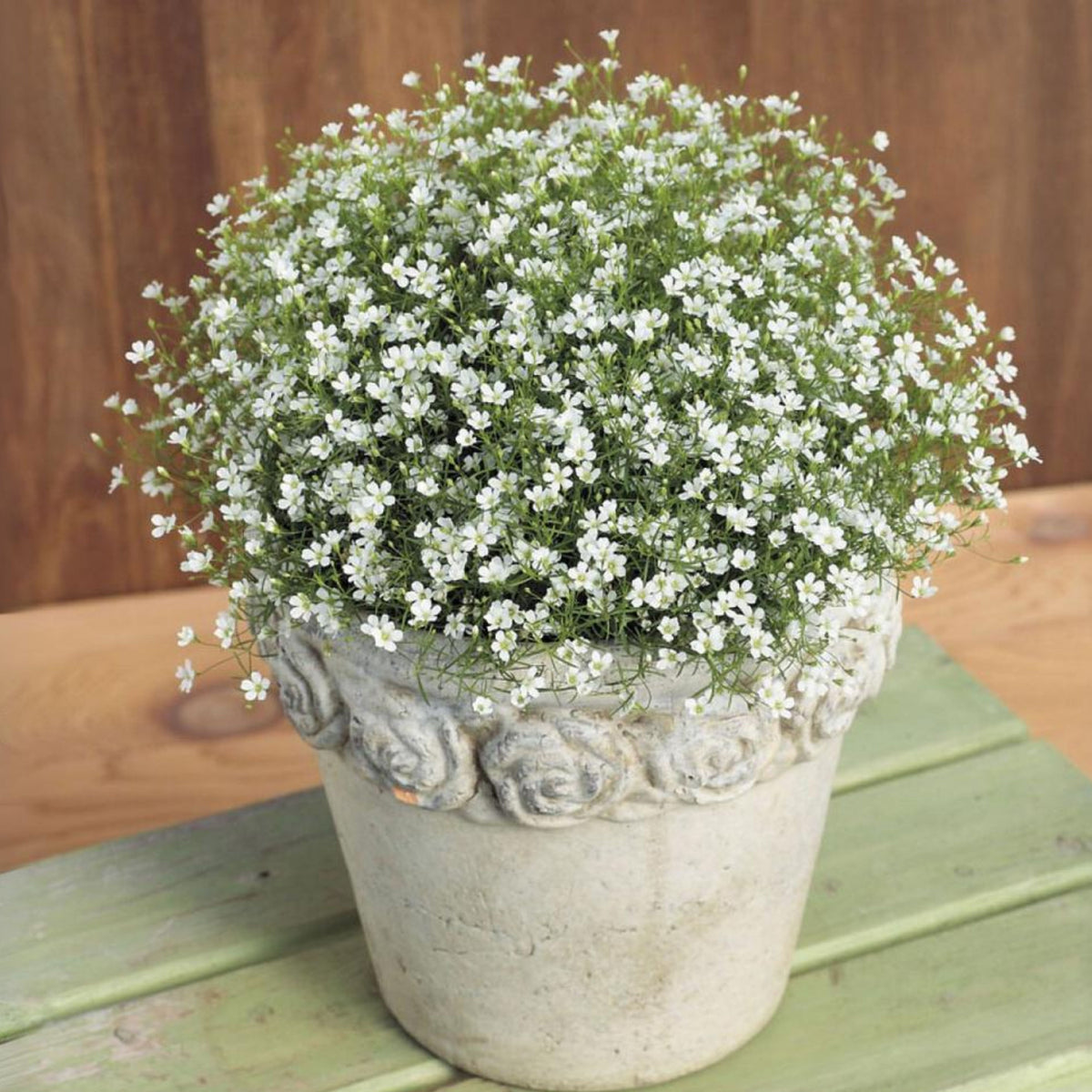 30s| Baby's Breath Seeds (Mix 1) - GypsophilaBaby’s Breath Seeds – Heirloom, Non-GMO, Delicate Blooms, Wedding Flowers, Easy to Grow Annual, Perfect for Flower Arrangements, Bouquets, Borders, and Pollinator Gardens#8019