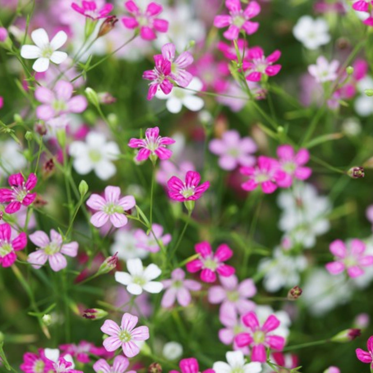 Baby's Breath Seeds (Mix 2) - Gypsophila – Heirloom, Non-GMO, Delicate Blooms, Wedding Flowers, Easy to Grow Annual, Perfect for Flower Arrangements, Bouquets, Borders, and Pollinator Gardens#8020