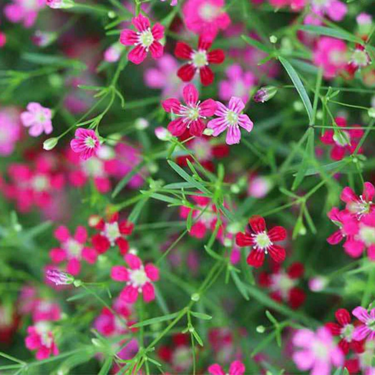 Baby's Breath Seeds (Mix 2) - Gypsophila – Heirloom, Non-GMO, Delicate Blooms, Wedding Flowers, Easy to Grow Annual, Perfect for Flower Arrangements, Bouquets, Borders, and Pollinator Gardens#8020