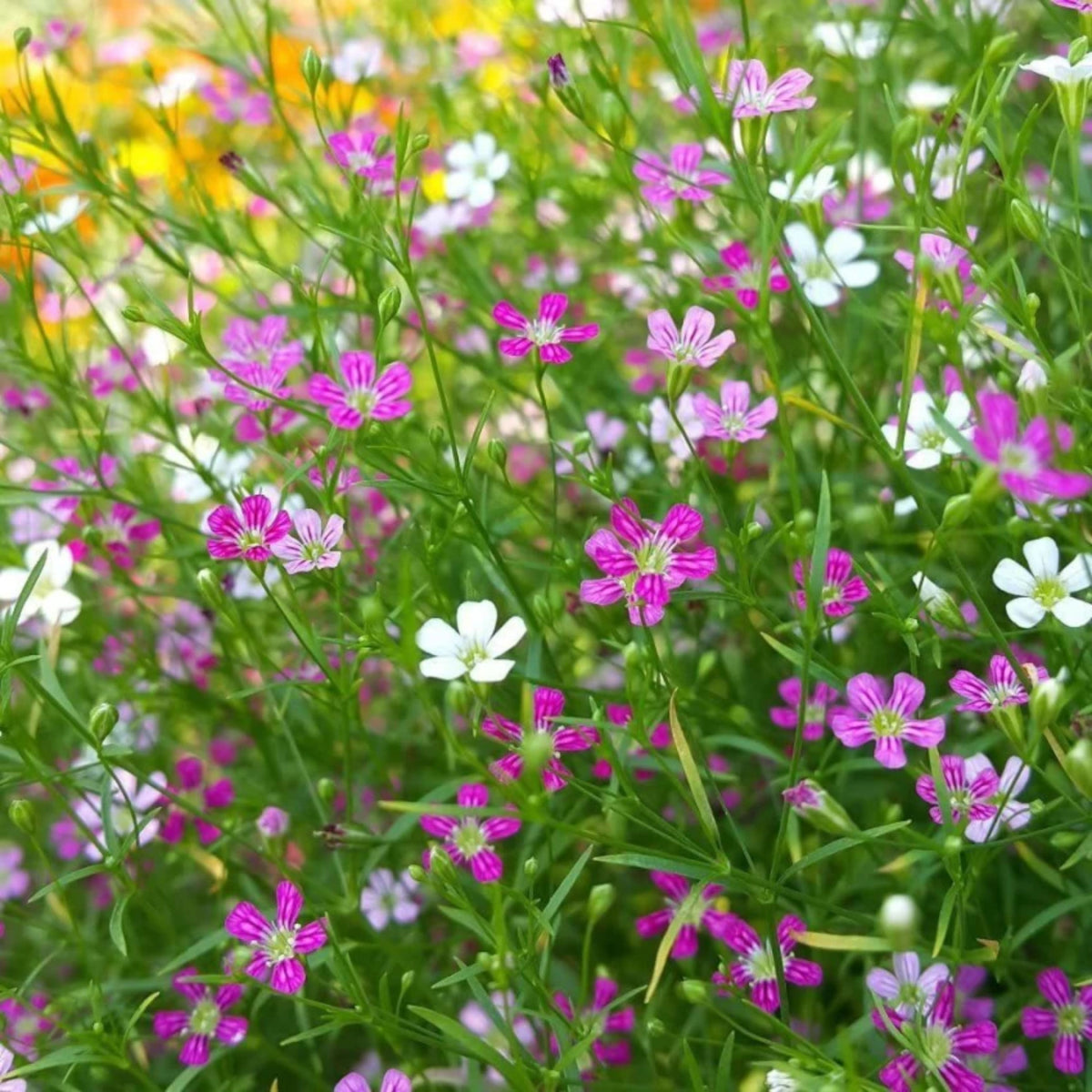 Baby's Breath Seeds (Mix 2) - Gypsophila, Delicate Blooms