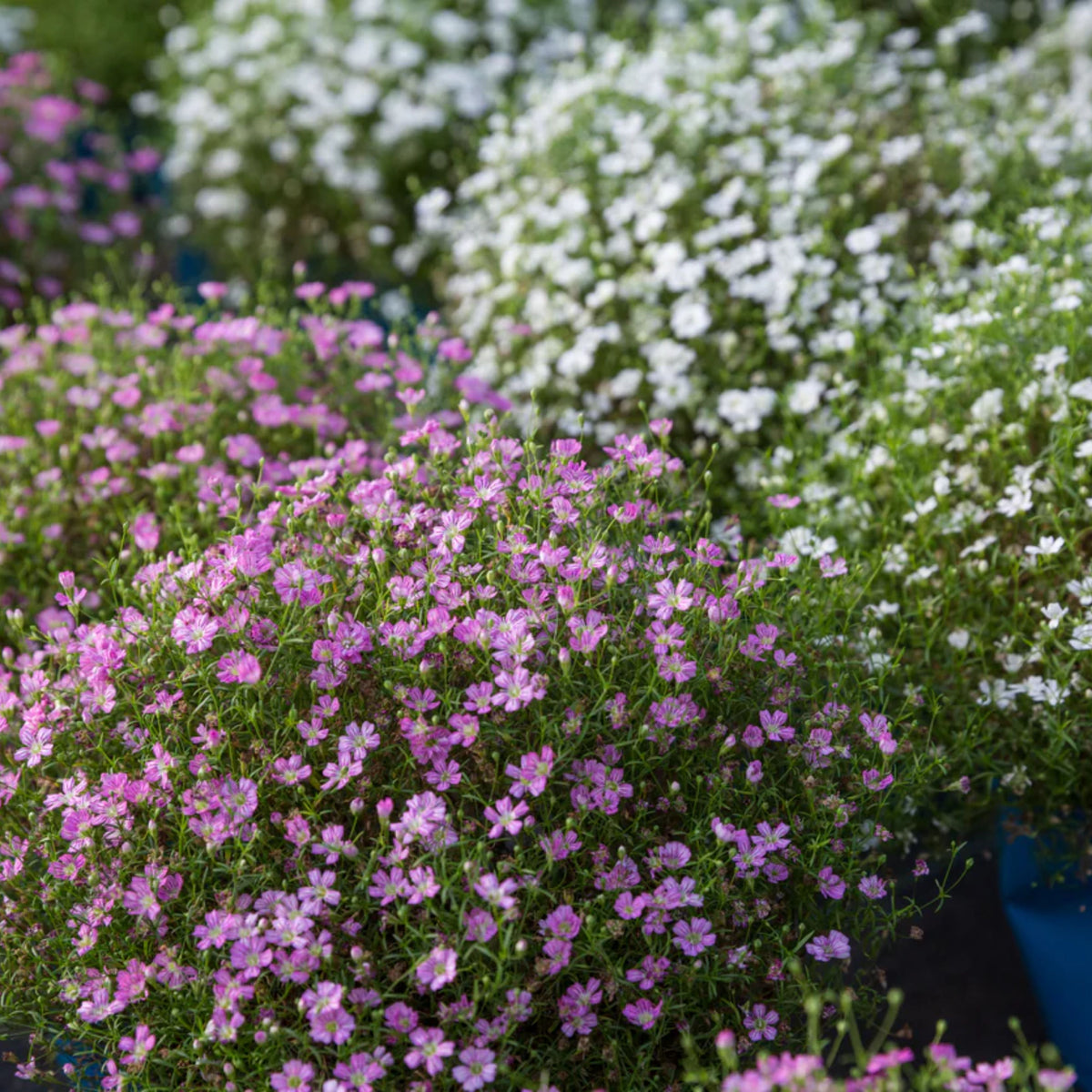 Baby's Breath Seeds (Mix 2) - Gypsophila – Heirloom, Non-GMO, Delicate Blooms, Wedding Flowers, Easy to Grow Annual, Perfect for Flower Arrangements, Bouquets, Borders, and Pollinator Gardens#8020