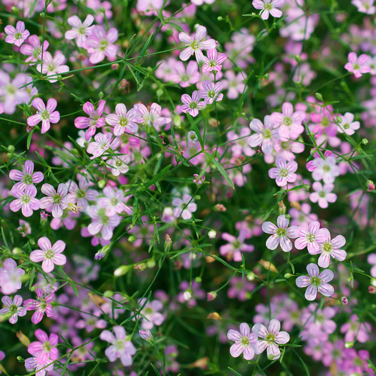 Baby's Breath Seeds (Mix 2) - Gypsophila – Heirloom, Non-GMO, Delicate Blooms, Wedding Flowers, Easy to Grow Annual, Perfect for Flower Arrangements, Bouquets, Borders, and Pollinator Gardens#8020