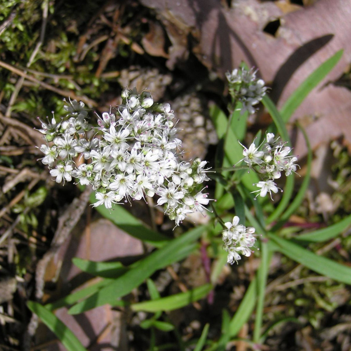 Baby's Breath Seeds (Mix 2) - Gypsophila, Delicate Blooms