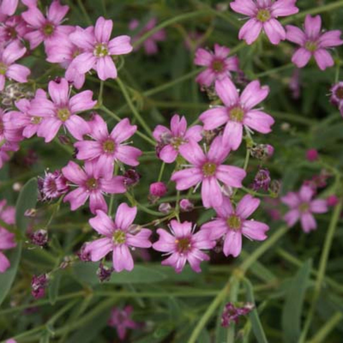 Baby's Breath Seeds (Mix 2) - Gypsophila – Heirloom, Non-GMO, Delicate Blooms, Wedding Flowers, Easy to Grow Annual, Perfect for Flower Arrangements, Bouquets, Borders, and Pollinator Gardens#8020