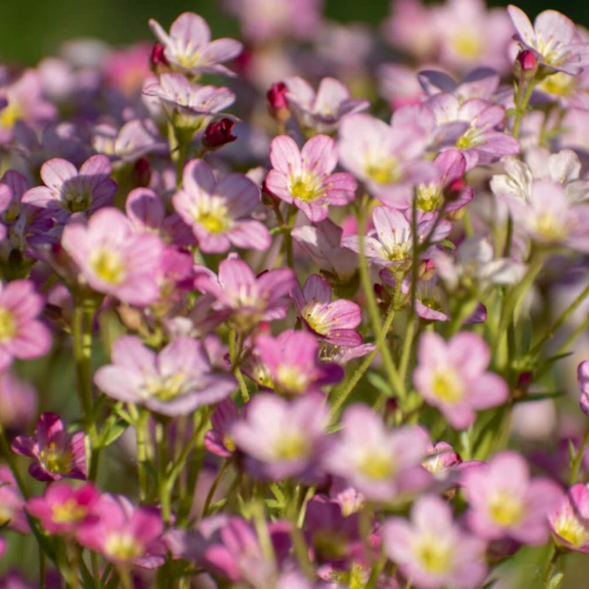 Baby's Breath Seeds (Mix 2) - Gypsophila, Delicate Blooms