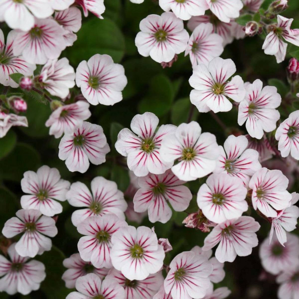 Baby's Breath Seeds (Mix 2) - Gypsophila – Heirloom, Non-GMO, Delicate Blooms, Wedding Flowers, Easy to Grow Annual, Perfect for Flower Arrangements, Bouquets, Borders, and Pollinator Gardens#8020
