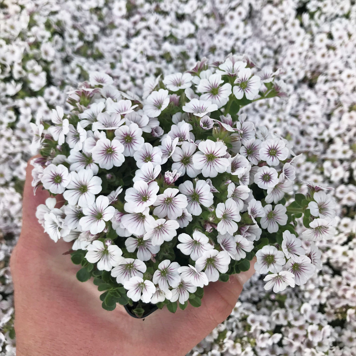 Baby's Breath Seeds (Mix 2) - Gypsophila – Heirloom, Non-GMO, Delicate Blooms, Wedding Flowers, Easy to Grow Annual, Perfect for Flower Arrangements, Bouquets, Borders, and Pollinator Gardens#8020