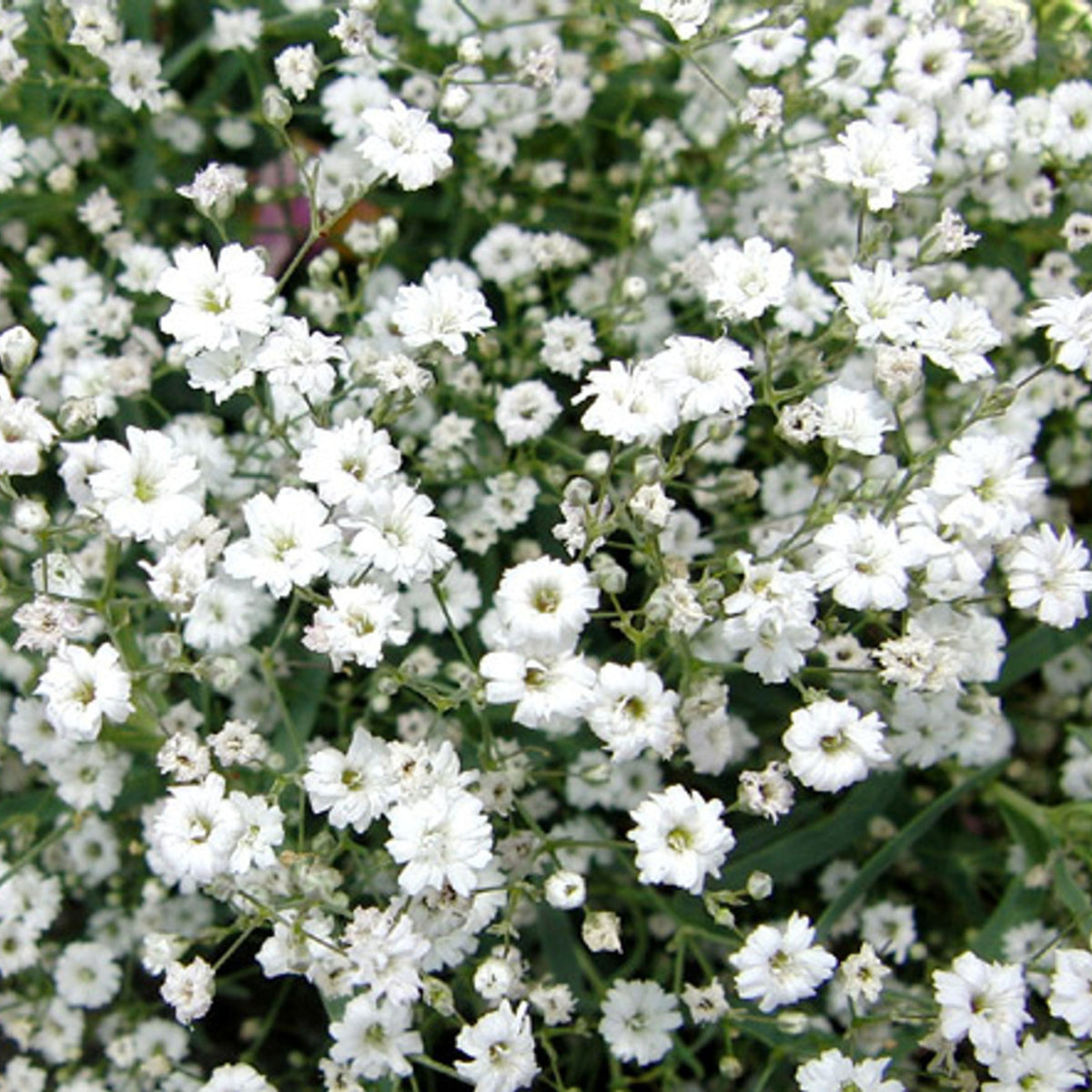 Baby's Breath Seeds (Mix 2) - Gypsophila – Heirloom, Non-GMO, Delicate Blooms, Wedding Flowers, Easy to Grow Annual, Perfect for Flower Arrangements, Bouquets, Borders, and Pollinator Gardens#8020
