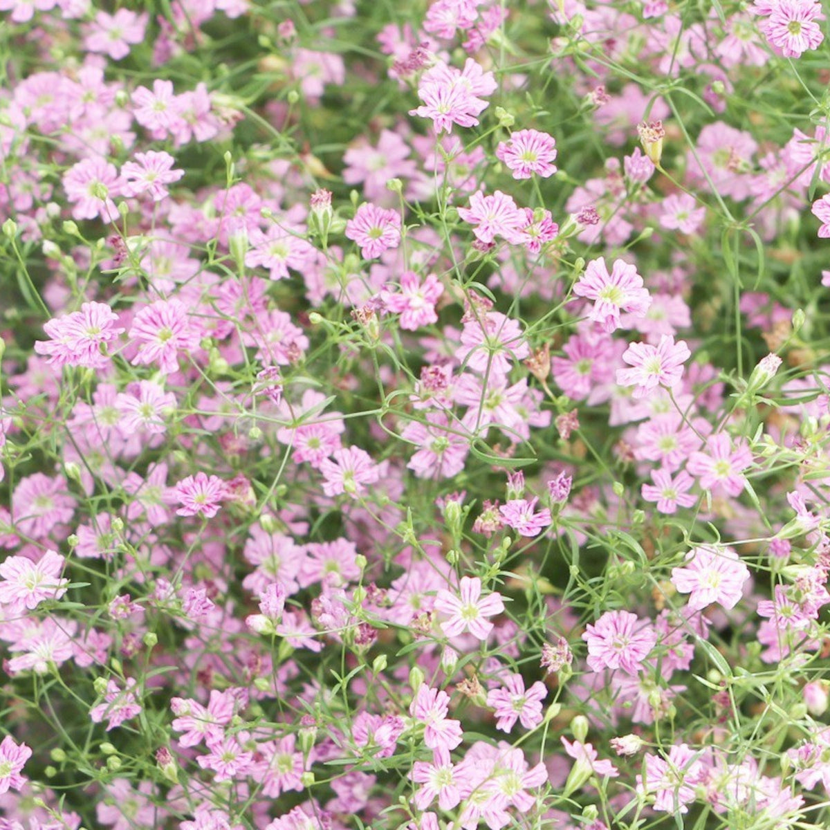 Baby's Breath Seeds (Mix 2) - Gypsophila – Heirloom, Non-GMO, Delicate Blooms, Wedding Flowers, Easy to Grow Annual, Perfect for Flower Arrangements, Bouquets, Borders, and Pollinator Gardens#8020
