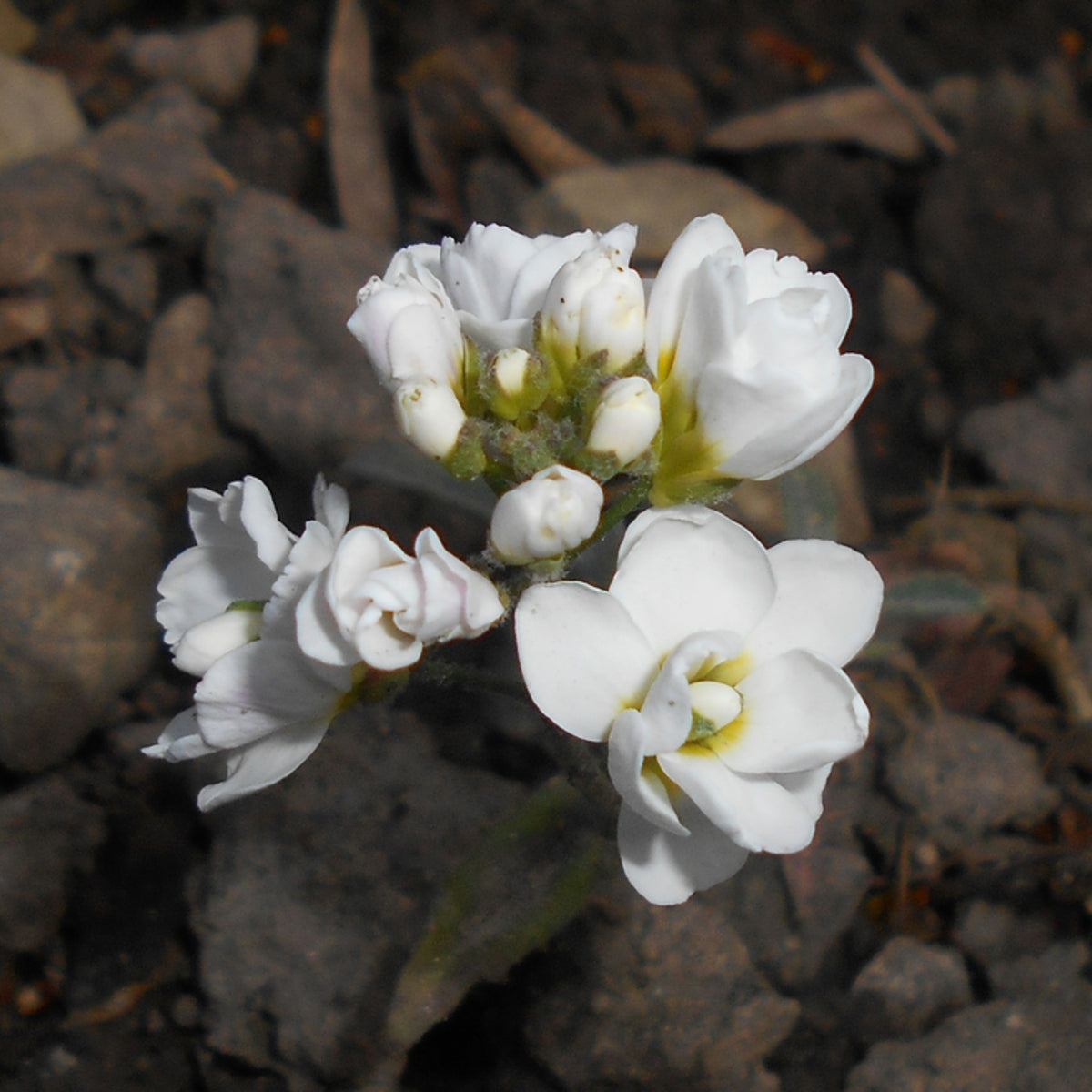 Snow Cap Arabis Seeds - Early Blooming Perennial, 30 seeds