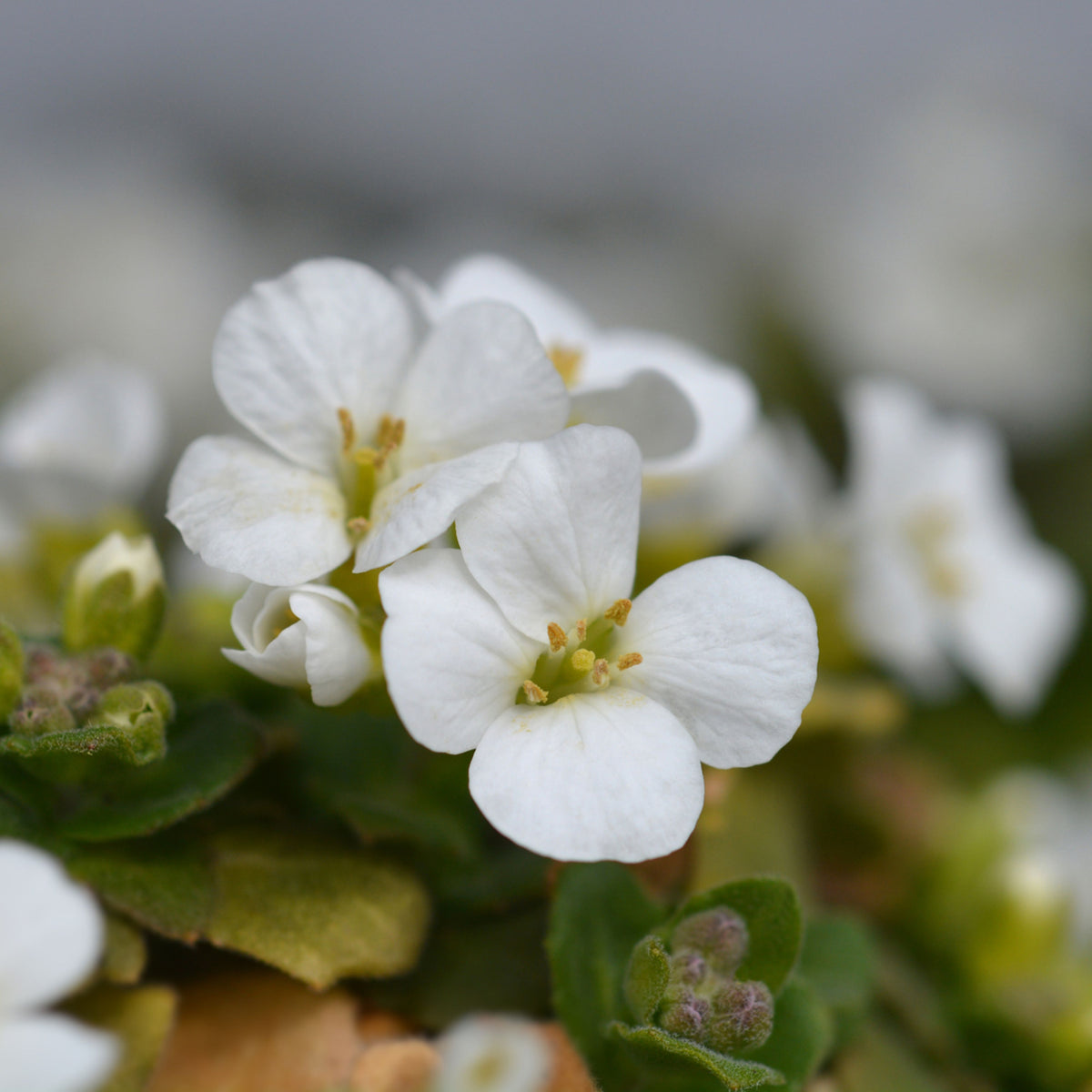 Snow Cap Arabis Seeds - Early Blooming Perennial, 30 seeds