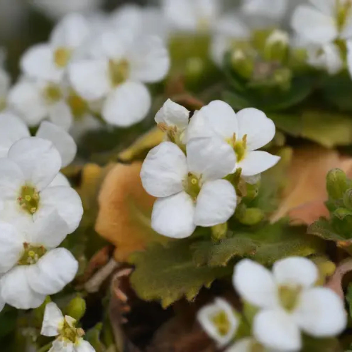 Snow Cap Arabis Seeds - Early Blooming Perennial, 30 seeds