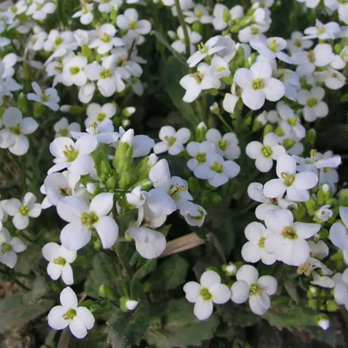 Snow Cap Arabis Seeds - Early Blooming Perennial, 30 seeds