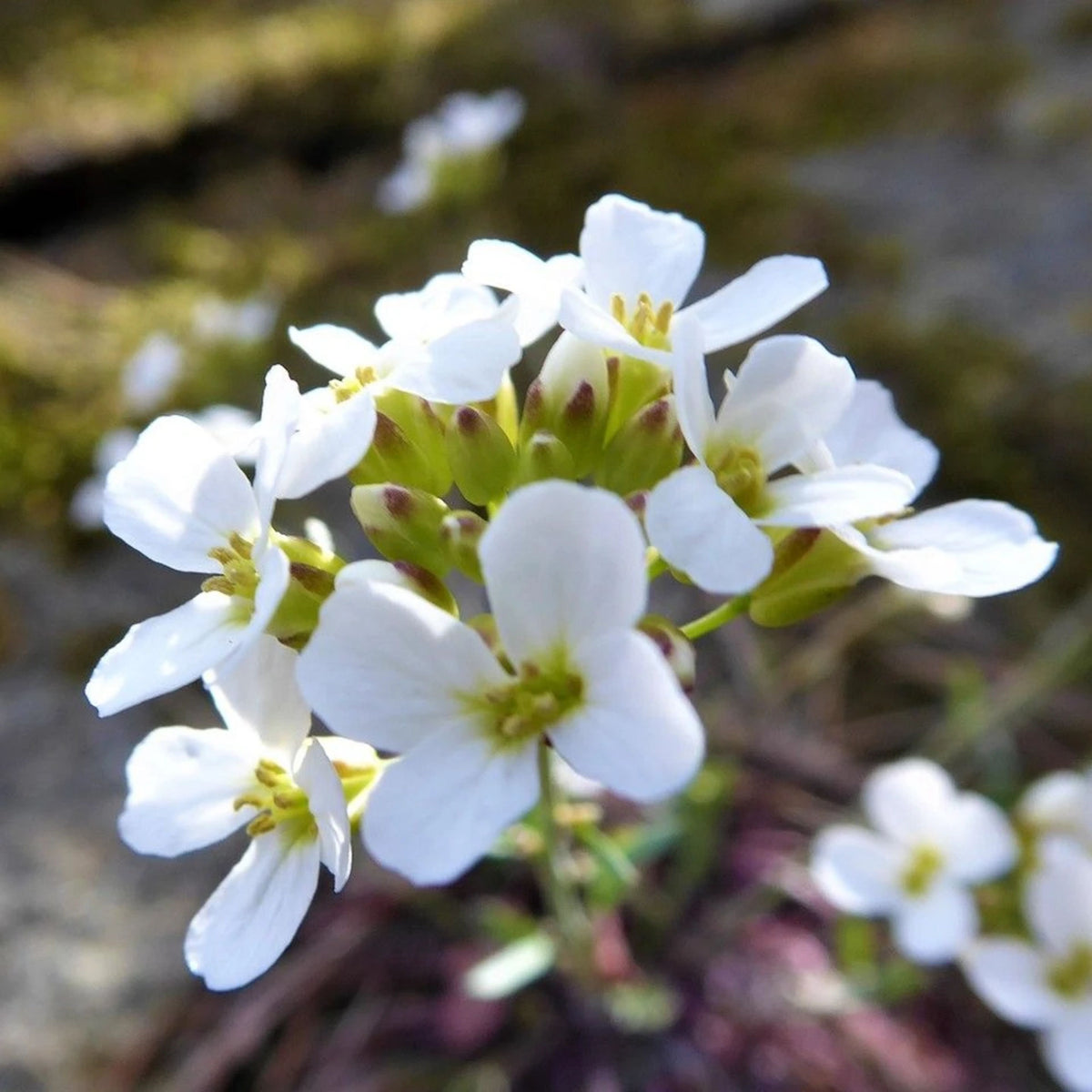 Snow Cap Arabis Seeds - Early Blooming Perennial, 30 seeds