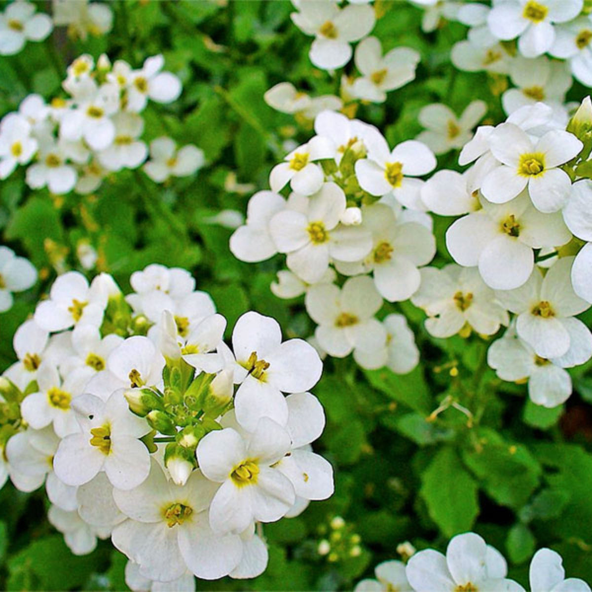 Snow Cap Arabis Seeds - Early Blooming Perennial, 30 seeds