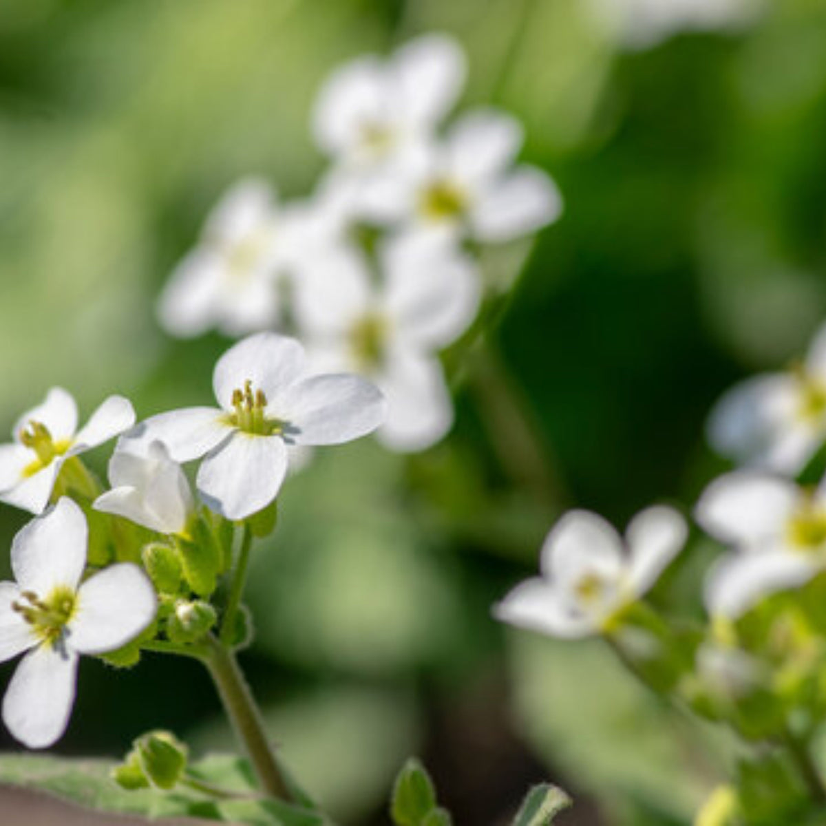 Snow Cap Arabis Seeds - Early Blooming Perennial, 30 seeds