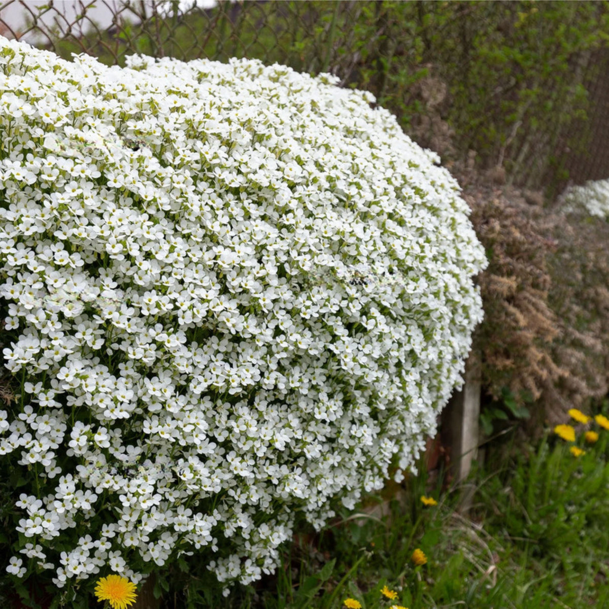 Snow Cap Arabis Seeds - Early Blooming Perennial, 30 seeds