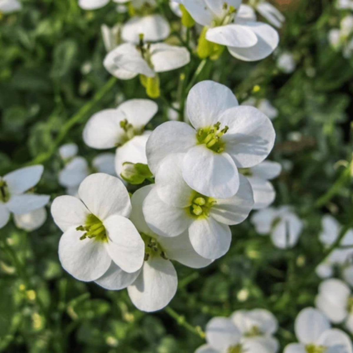 Snow Cap Arabis Seeds - Early Blooming Perennial, 30 seeds