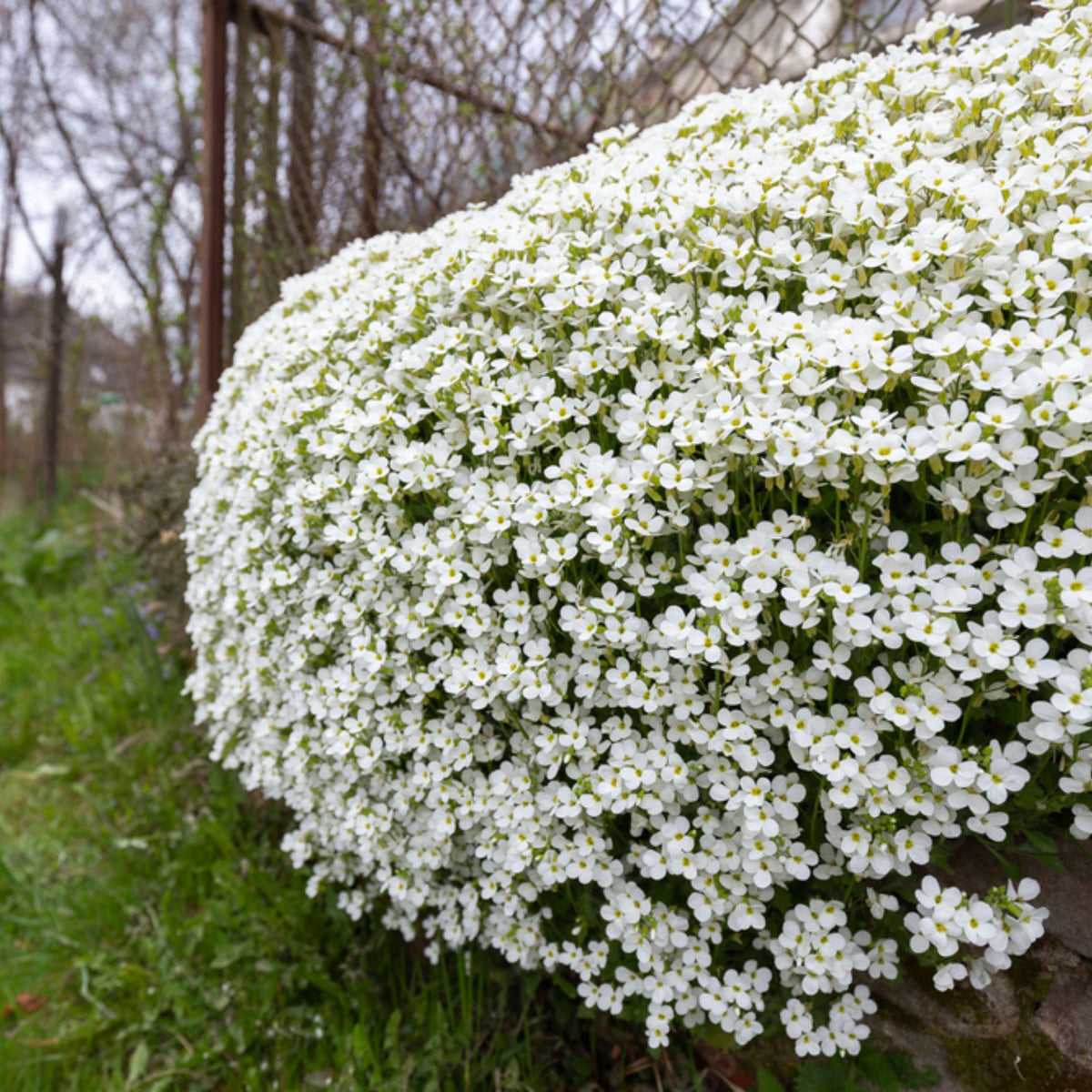 Snow Cap Arabis Seeds - Early Blooming Perennial, 30 seeds