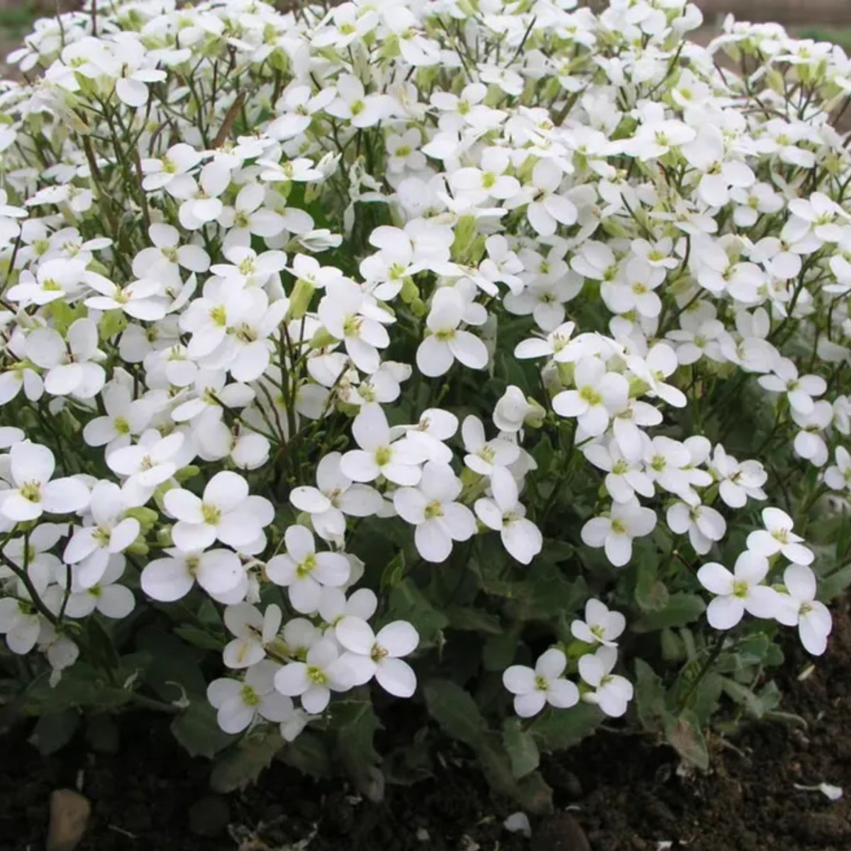 Snow Cap Arabis Seeds - Early Blooming Perennial, 30 seeds