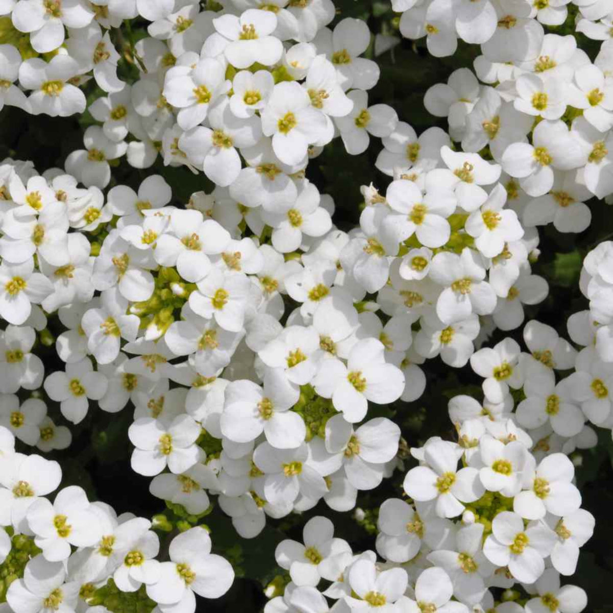 Snow Cap Arabis Seeds - Early Blooming Perennial, 30 seeds