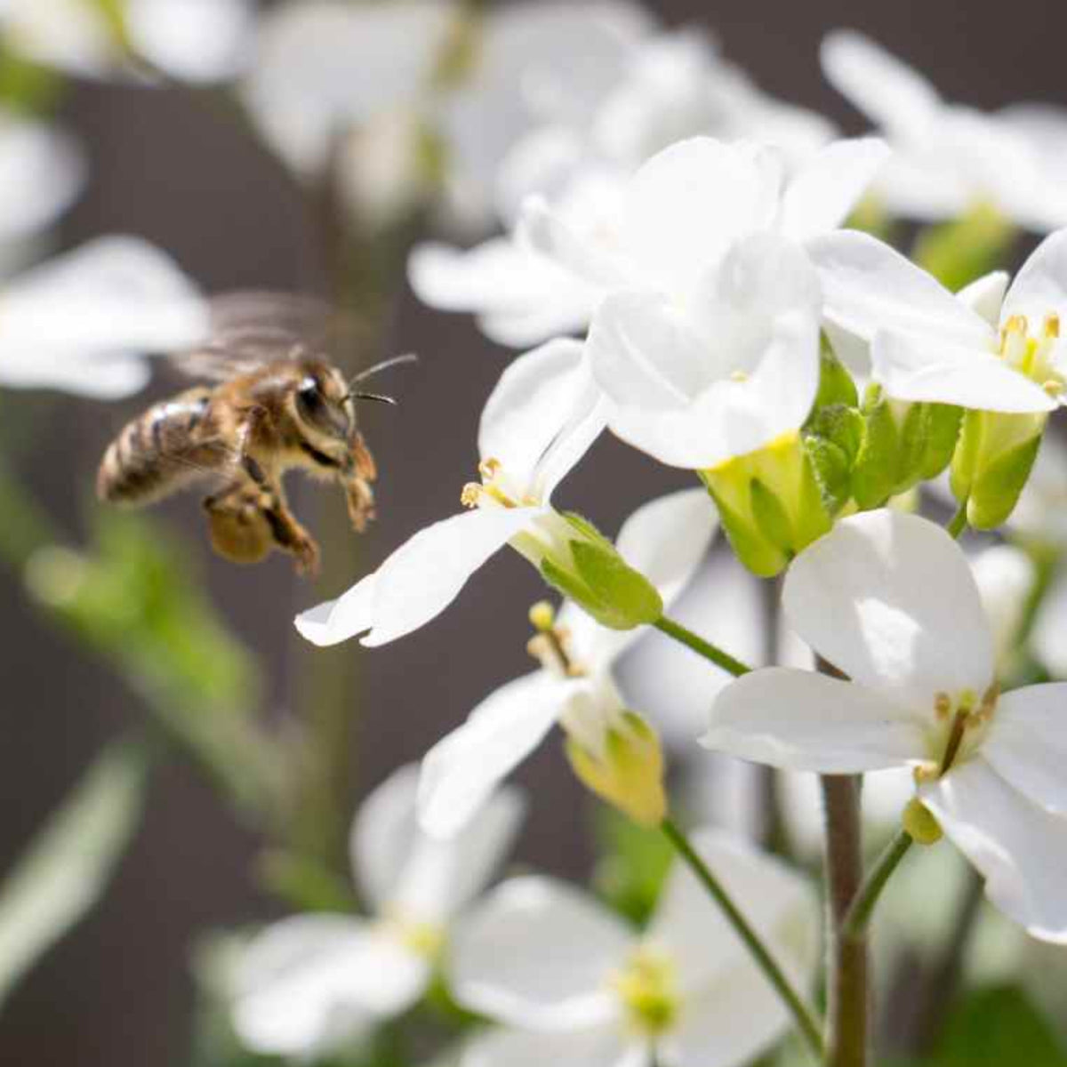 Snow Cap Arabis Seeds - Early Blooming Perennial, 30 seeds