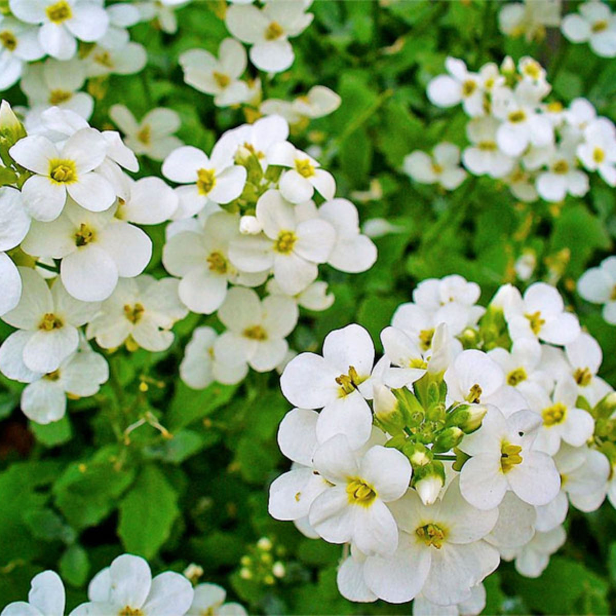 Snow Cap Arabis Seeds - Early Blooming Perennial, 30 seeds