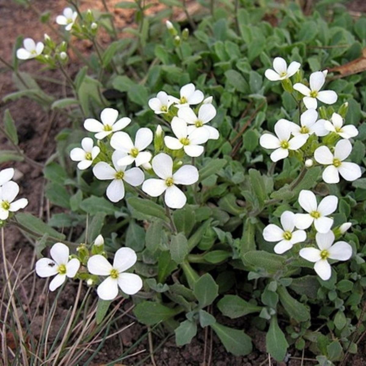 Snow Cap Arabis Seeds - Early Blooming Perennial, 30 seeds