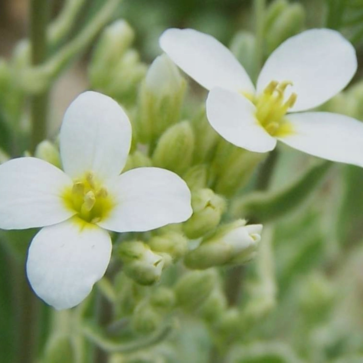 Snow Cap Arabis Seeds - Early Blooming Perennial, 30 seeds