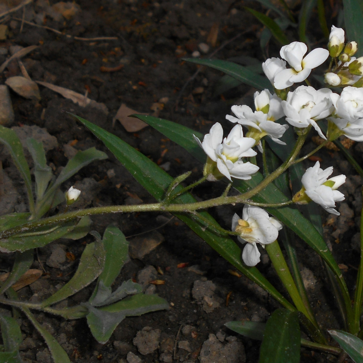 Snow Cap Arabis Seeds - Early Blooming Perennial, 30 seeds