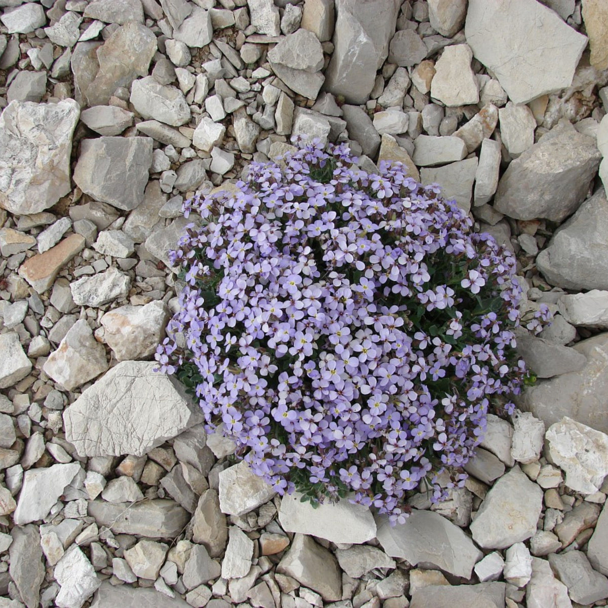 Compinkie Arabis Seeds - Early Blooming Perennial, 30 seeds
