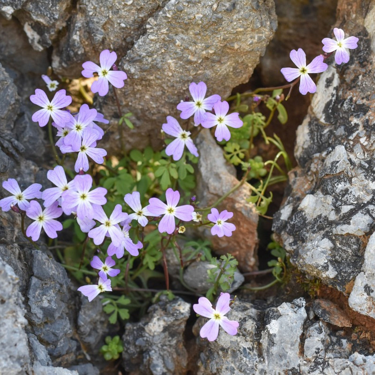 30s| Compinkie Arabis Seeds – Heirloom, Non-GMO, Early Blooming Perennial, Drought Tolerant, Easy to Grow Groundcover, Ideal for Rock Gardens, Borders, and Pollinator Gardens#8022